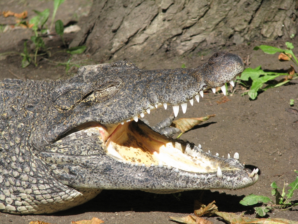 Cuban crocodile 3