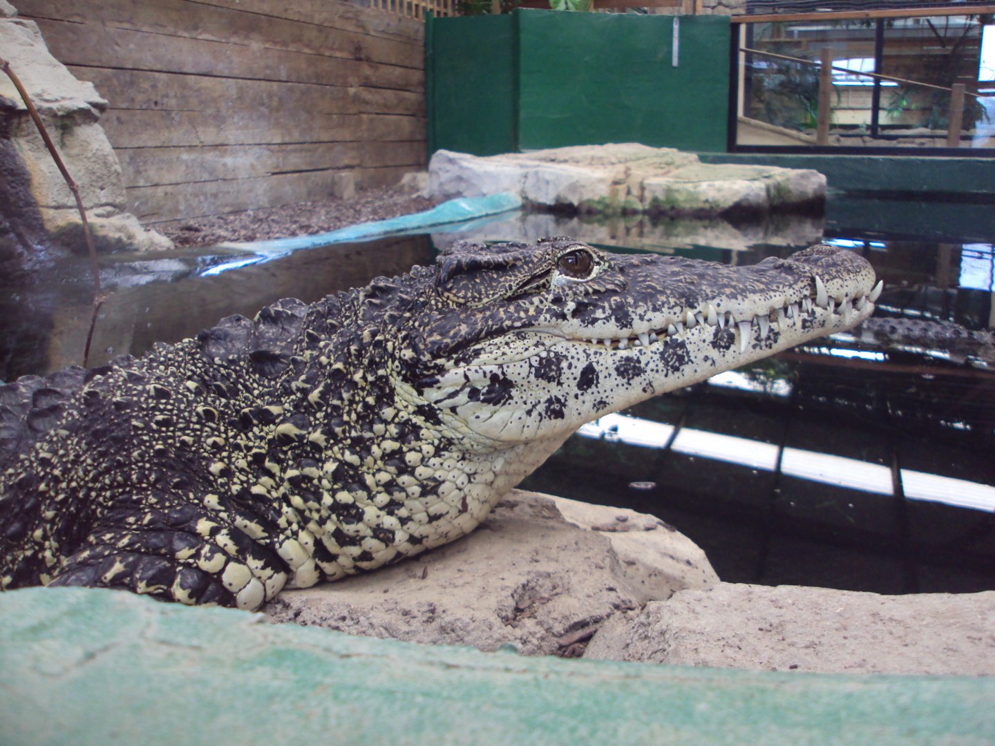 Cuban Crocodile 31/10/2019