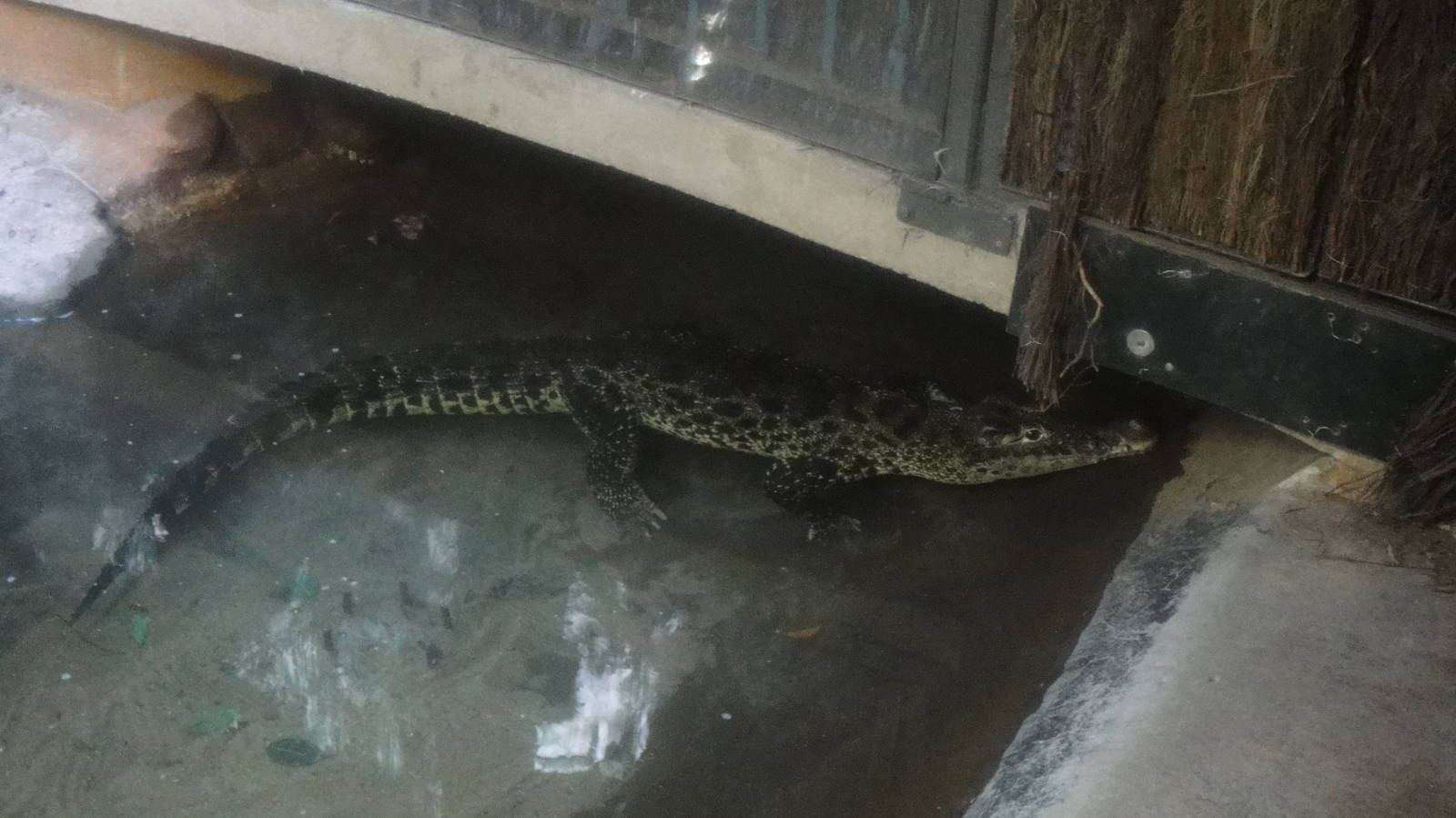 Cuban crocodile at Bronx zoo 2014-12-29