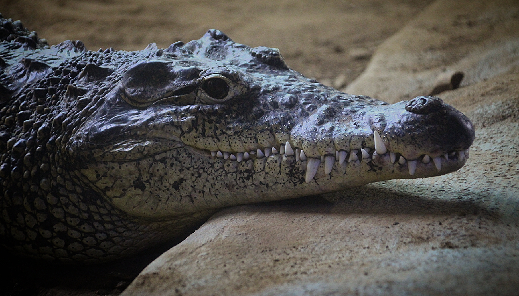 Cuban Crocodile at Longleat