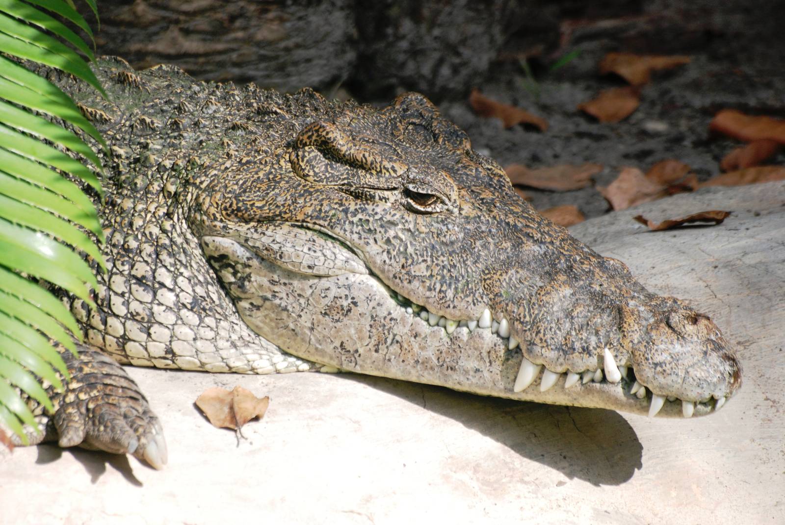 Cuban Crocodile at Miami, 12/10/13