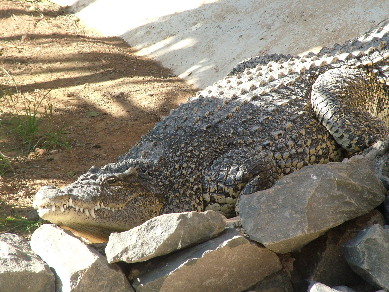 Cuban Crocodile at Monkey Park, 09/11/10