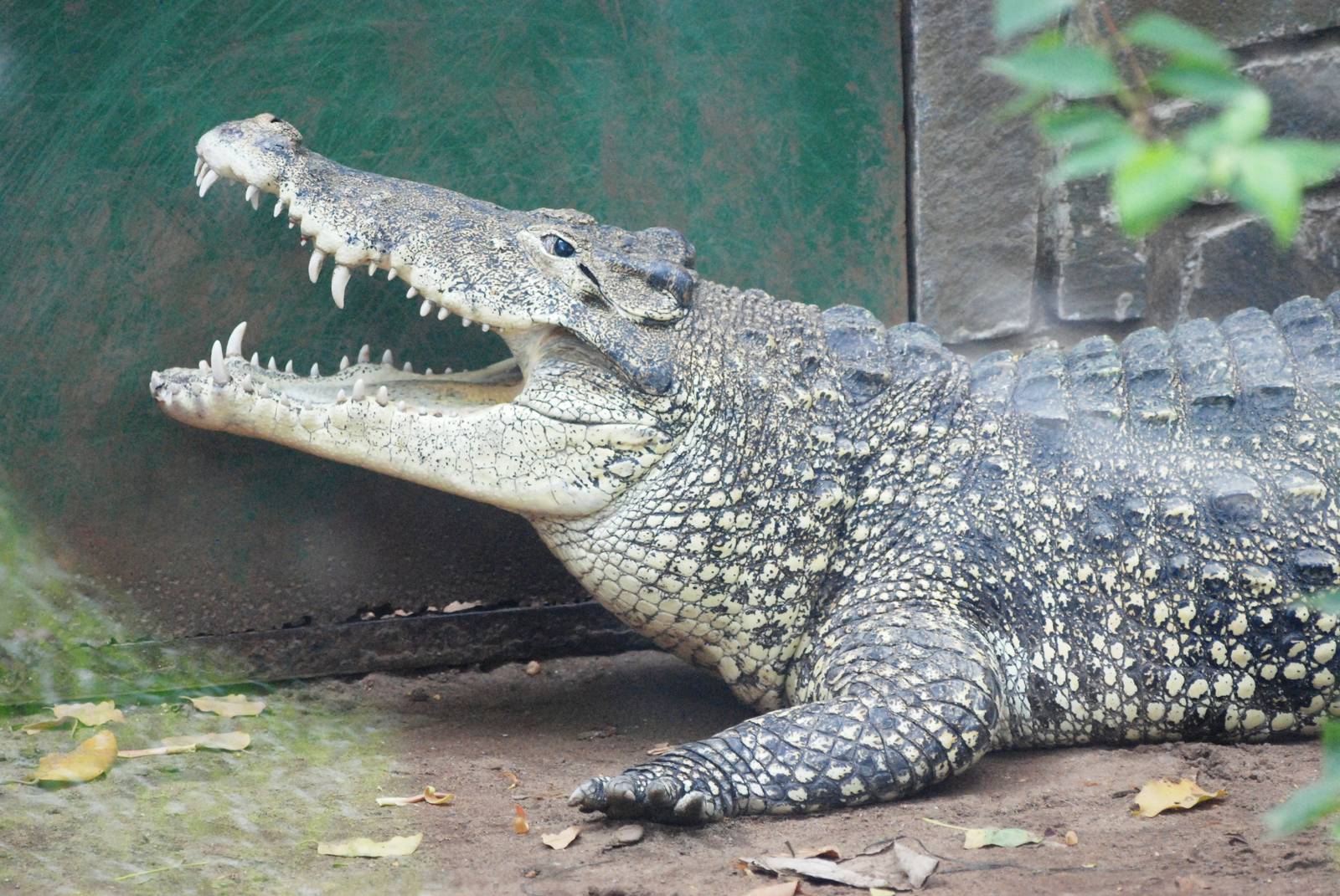 Cuban Crocodile at Saigon Zoo, 16/03/12