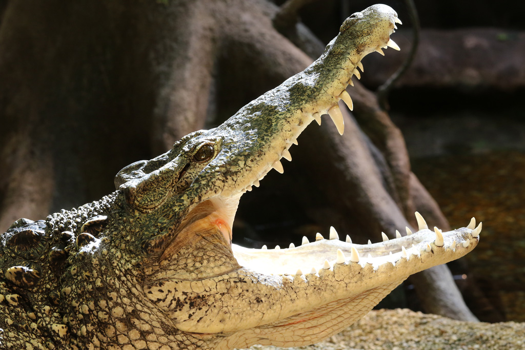 Cuban Crocodile at Skansen-Akvariet 30th August 2016