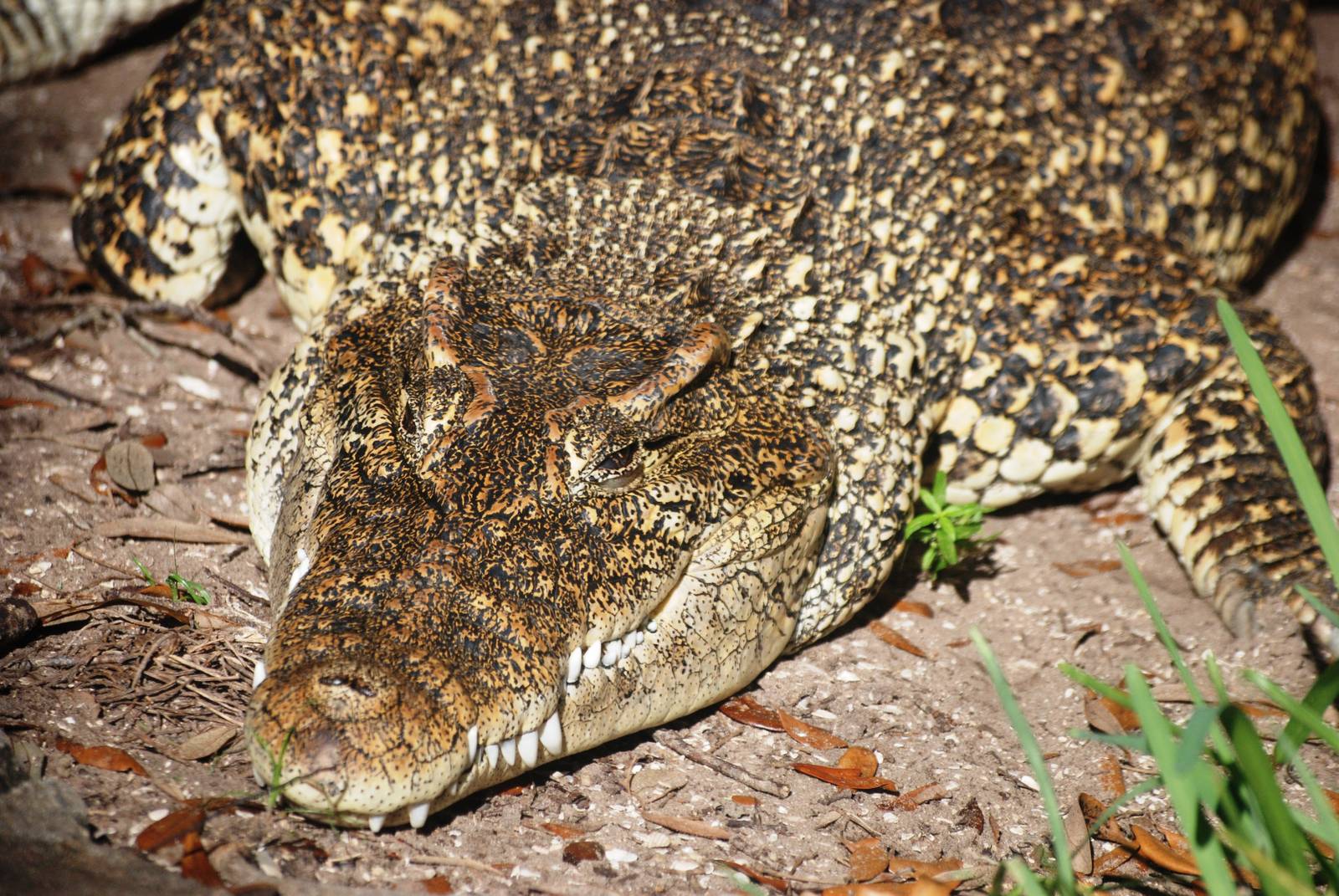 Cuban Crocodile at St. Augustine, 11/10/13