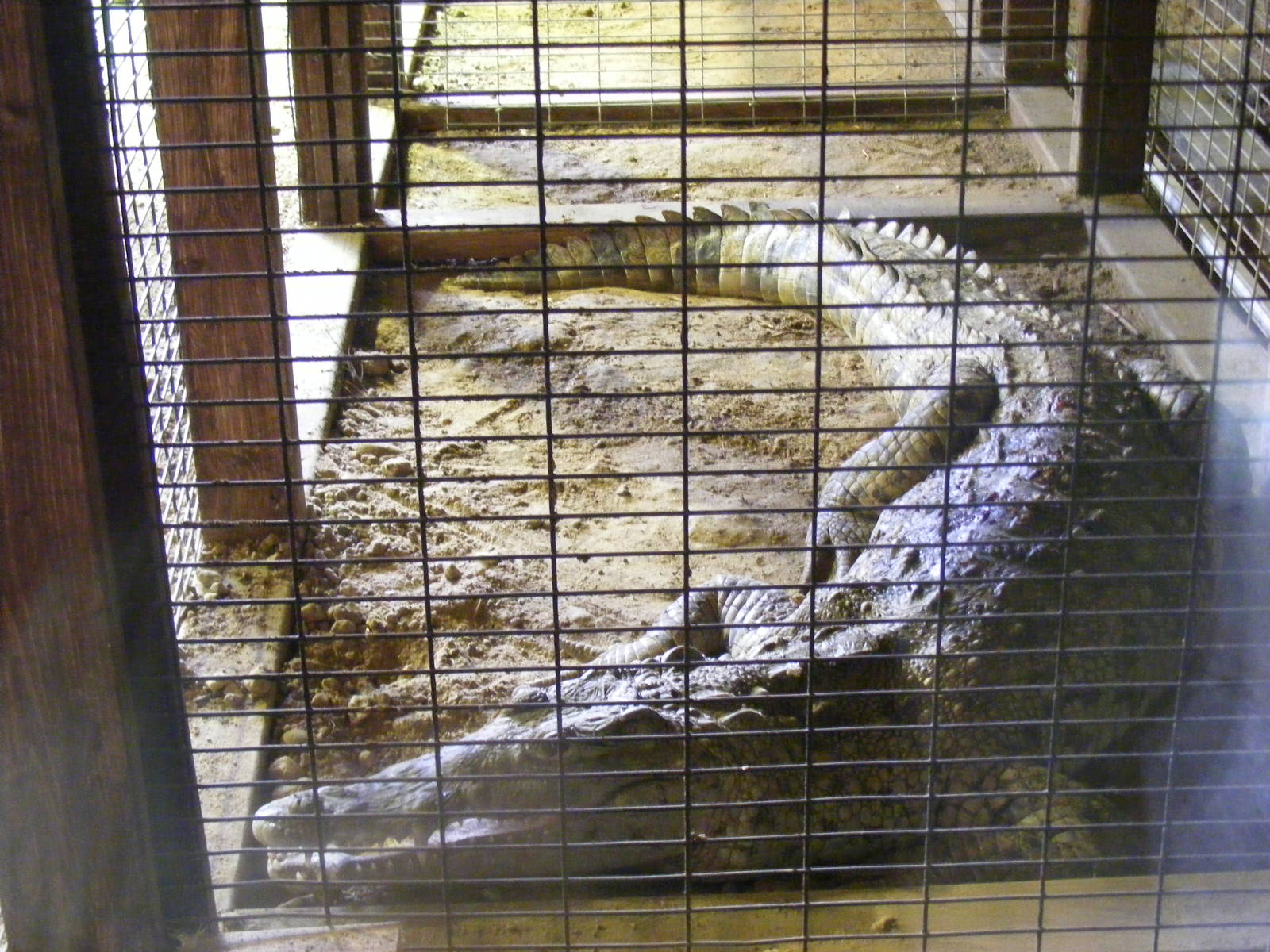 Cuban crocodile at Wingham Wildlife Park, 15 August 2010