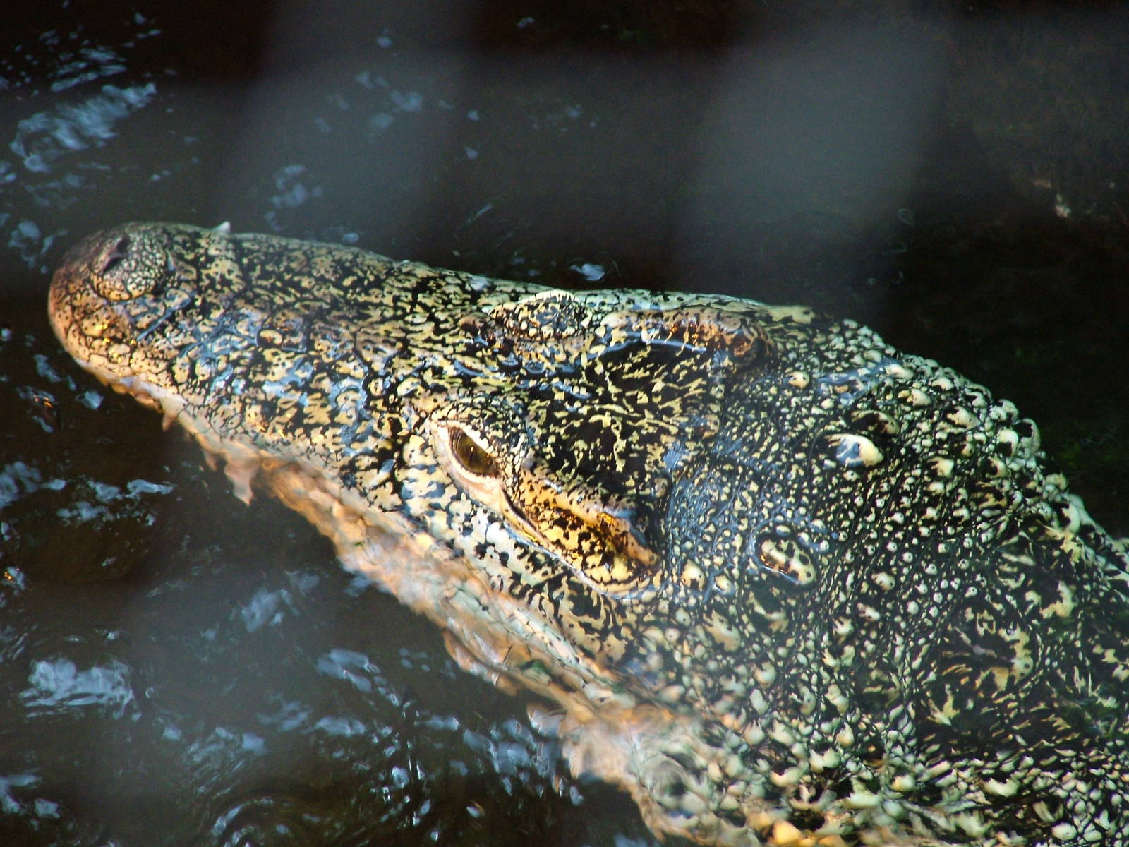 Cuban Crocodile at Zlin, 28/05/10