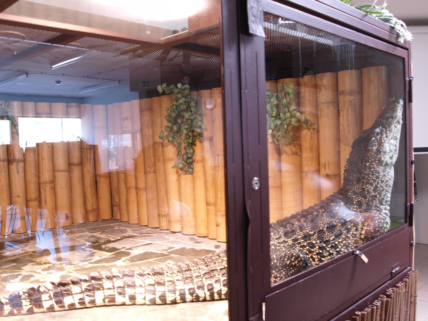 Cuban crocodile attempting an escape