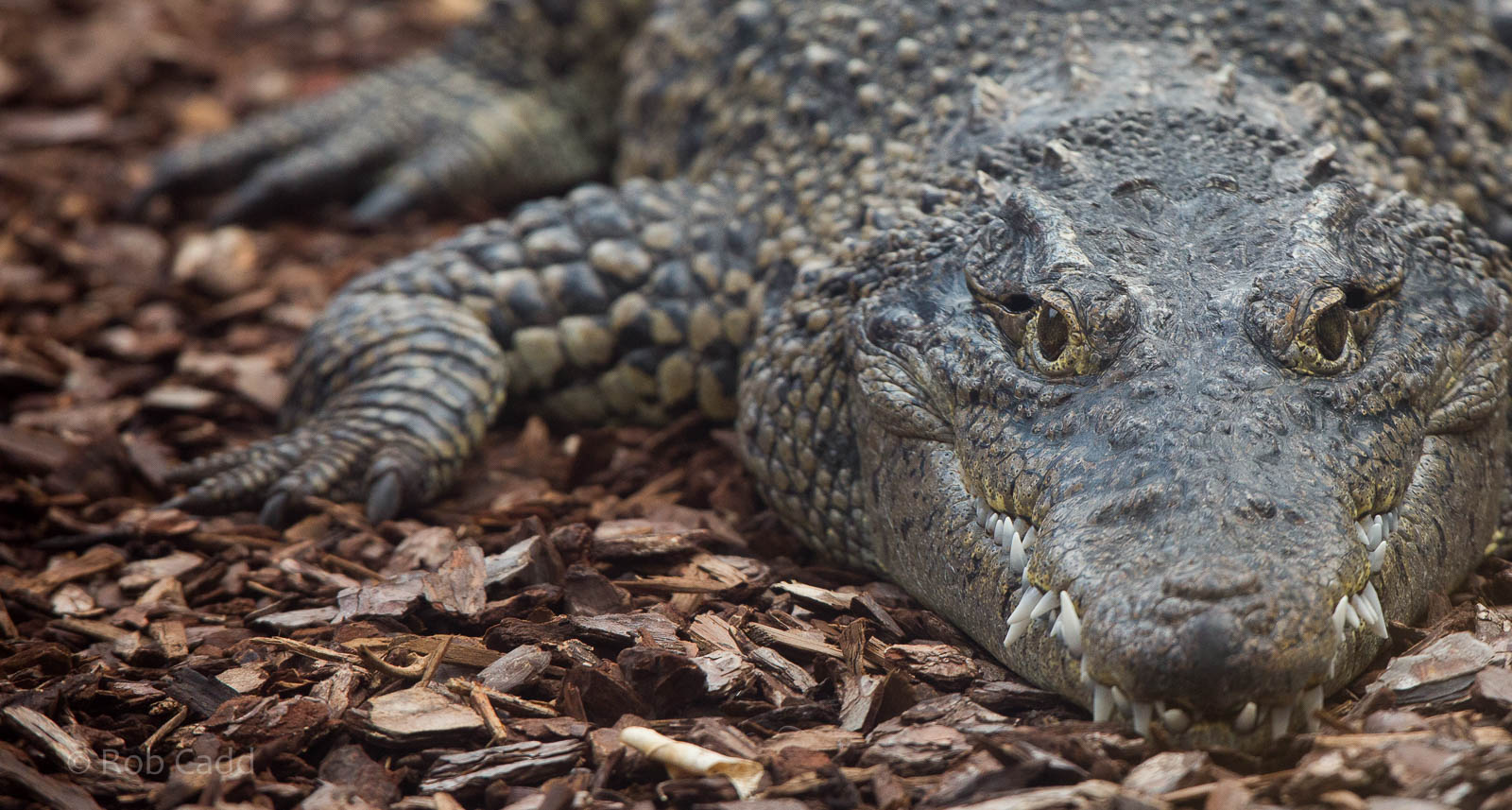Cuban crocodile : Colchester : 18 Oct 2014