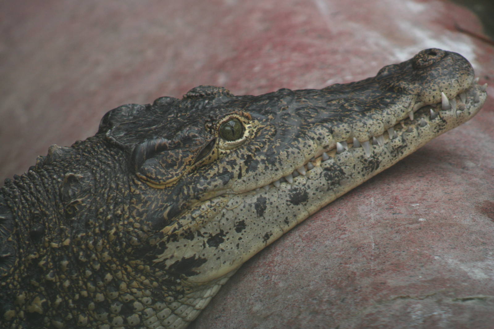 Cuban Crocodile @ Colchester, 23.10.2012