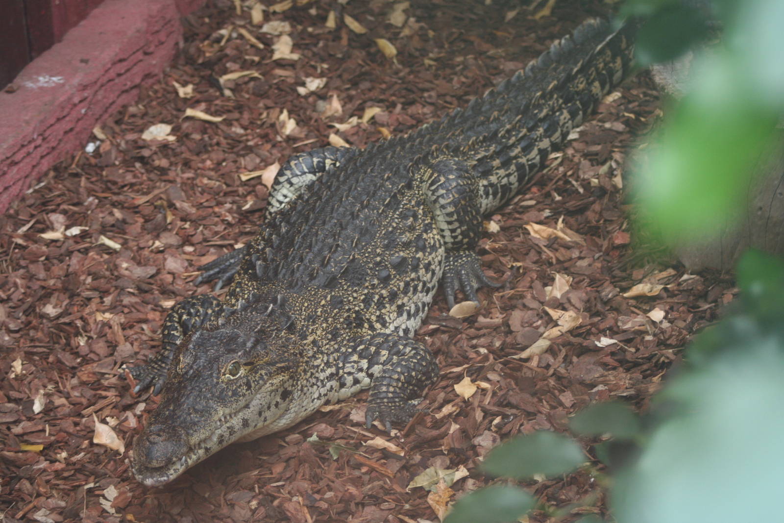 Cuban Crocodile @ Colchester, 24.10.2012