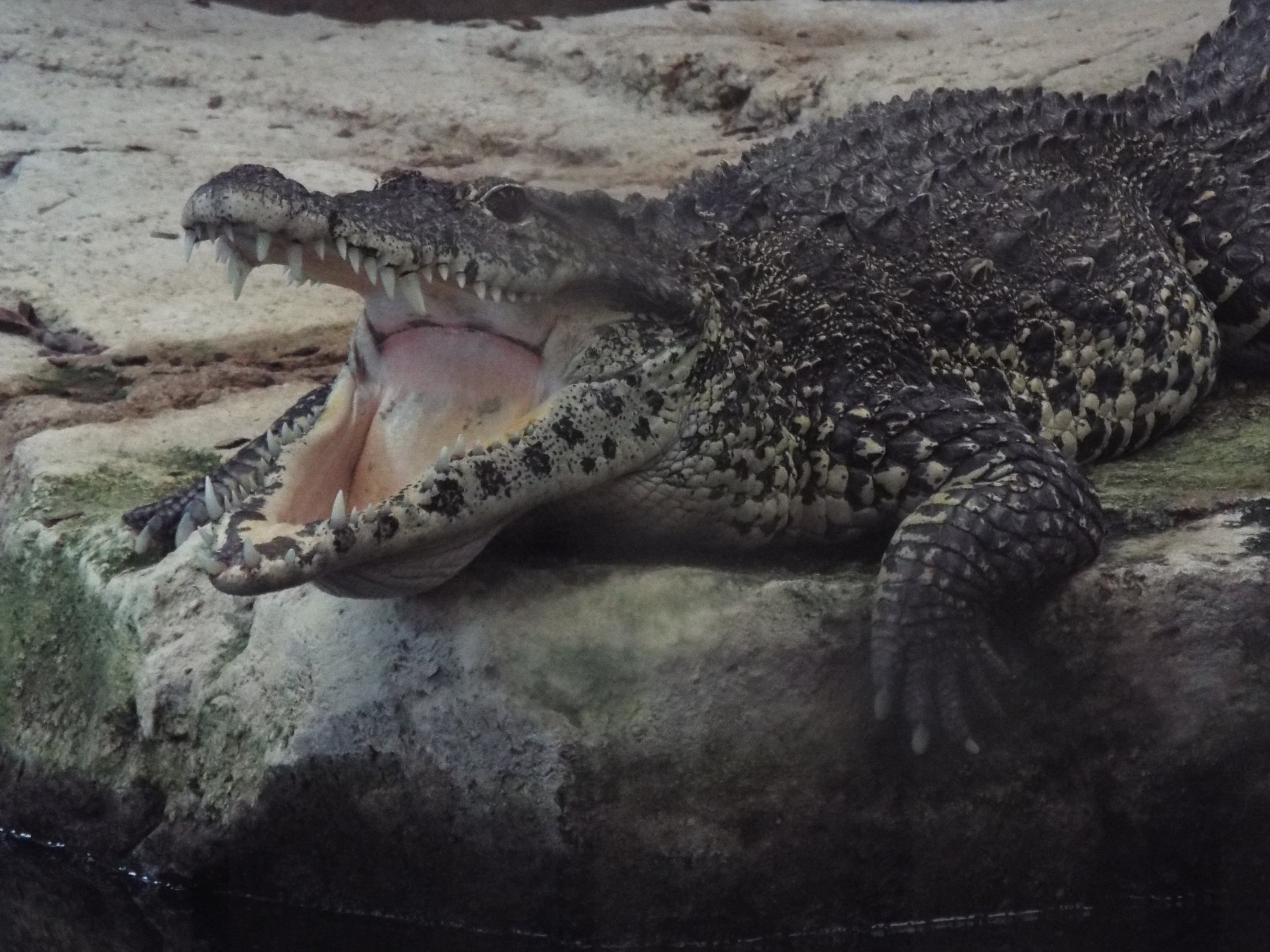 Cuban crocodile, COTW