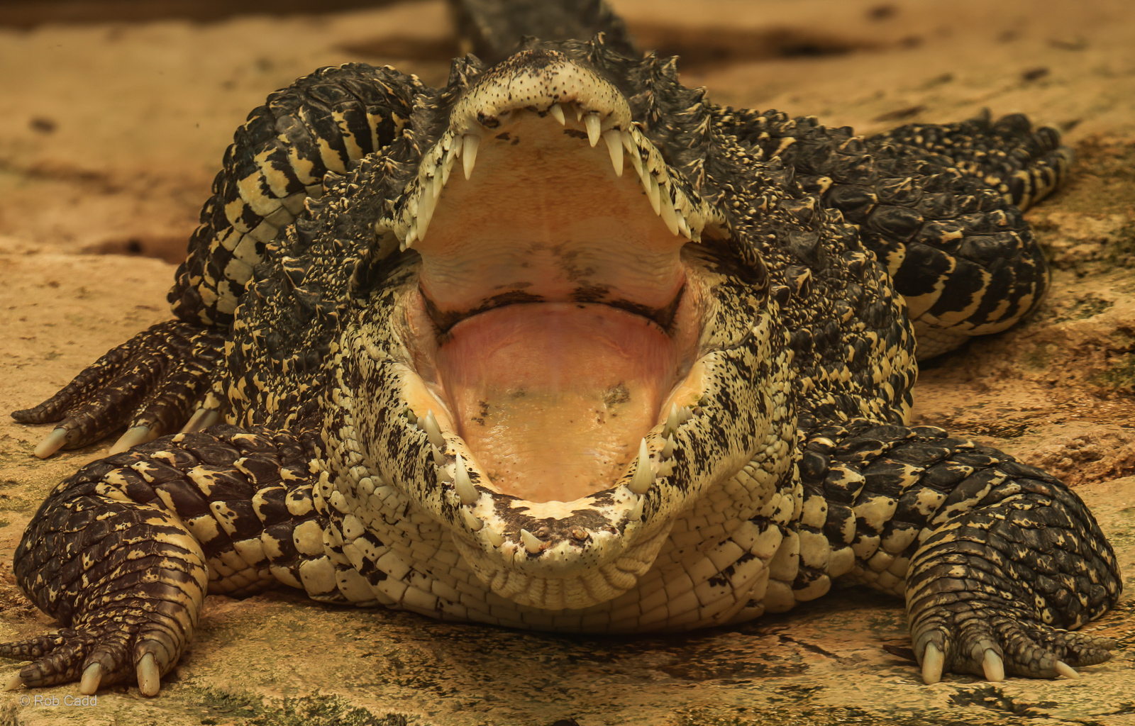 Cuban crocodile : Crocodiles of the World : 01 Jun 2024