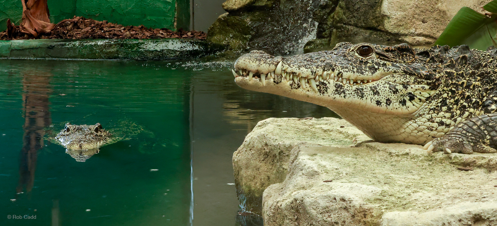 Cuban crocodile : Crocodiles of the World : 07 Jun 2024
