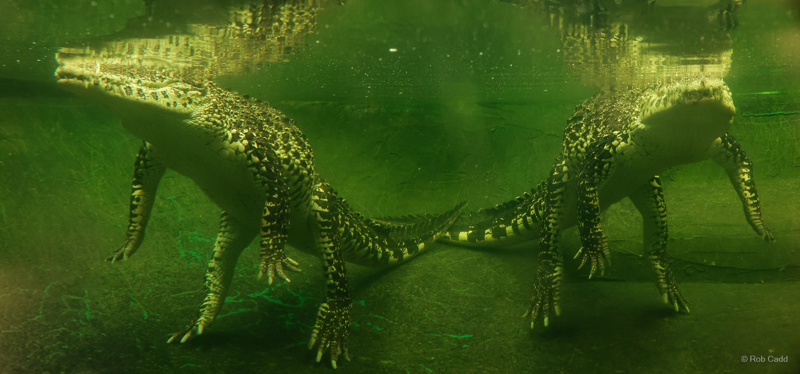 Cuban crocodile : Crocodiles of the World : 07 Jun 2024