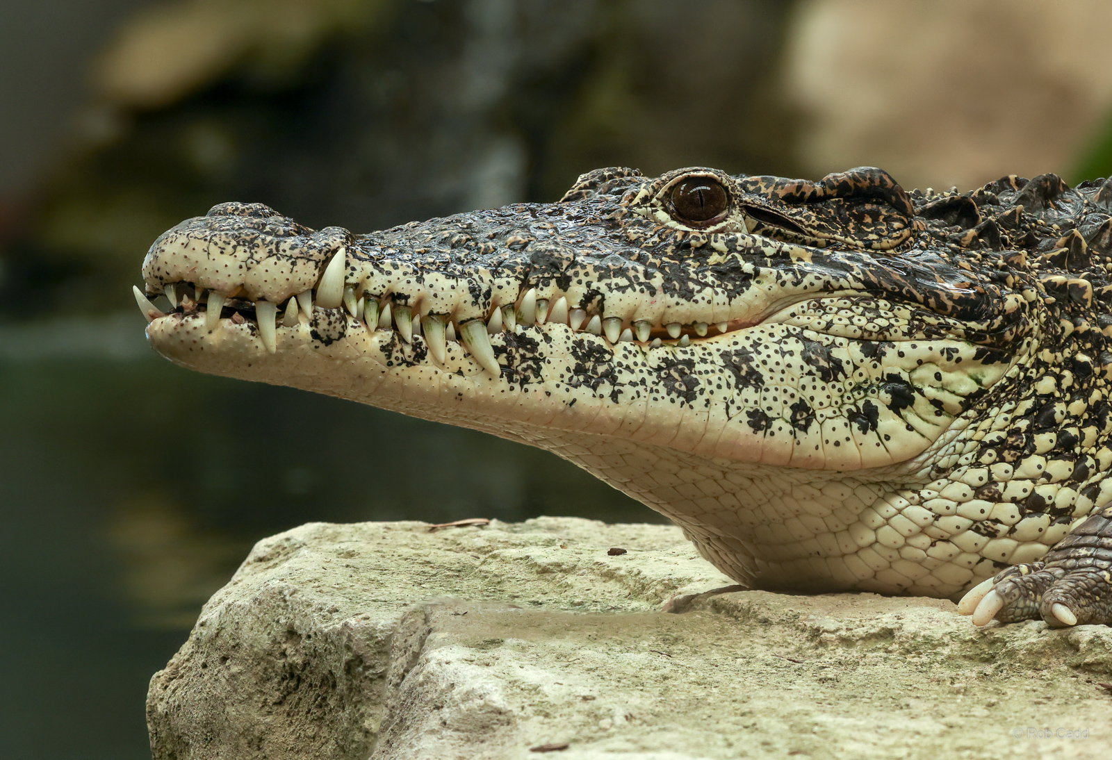 Cuban crocodile : Crocodiles of the World : 07 Jun 2024