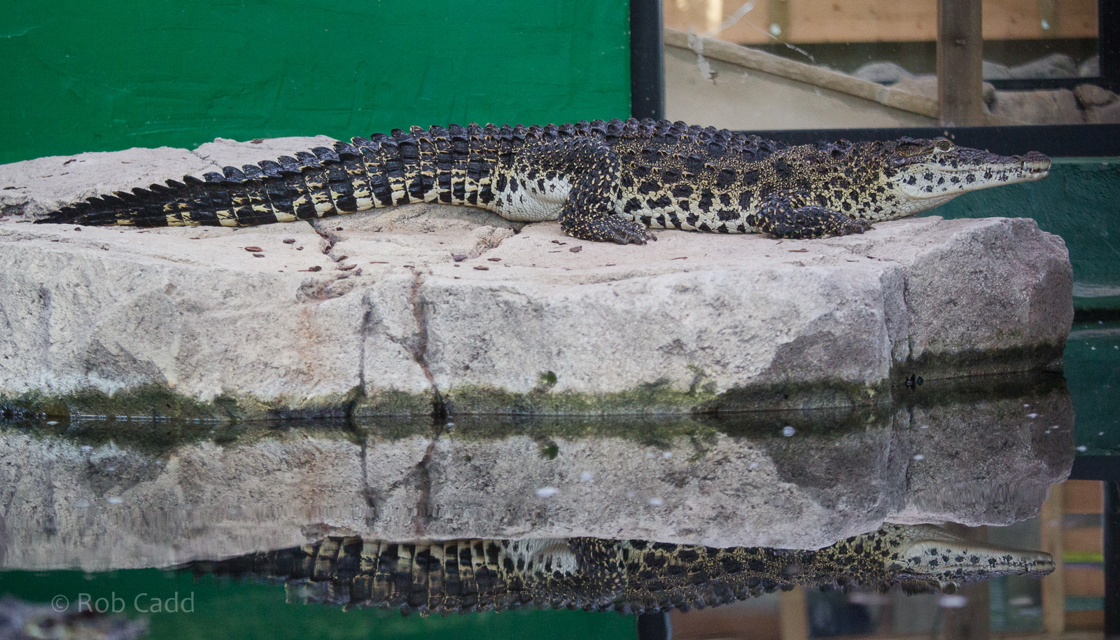 Cuban crocodile : Crocodiles of the World : 14 Nov 2014