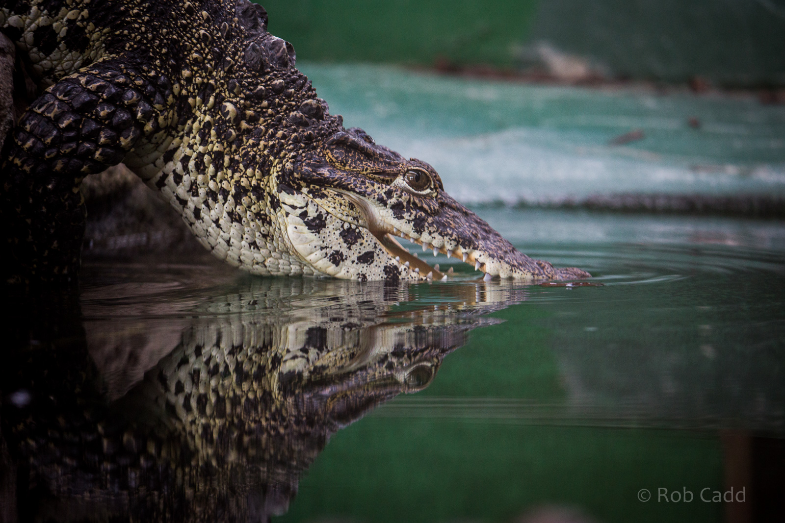 Cuban crocodile : Crocodiles of the World : 14 Nov 2014