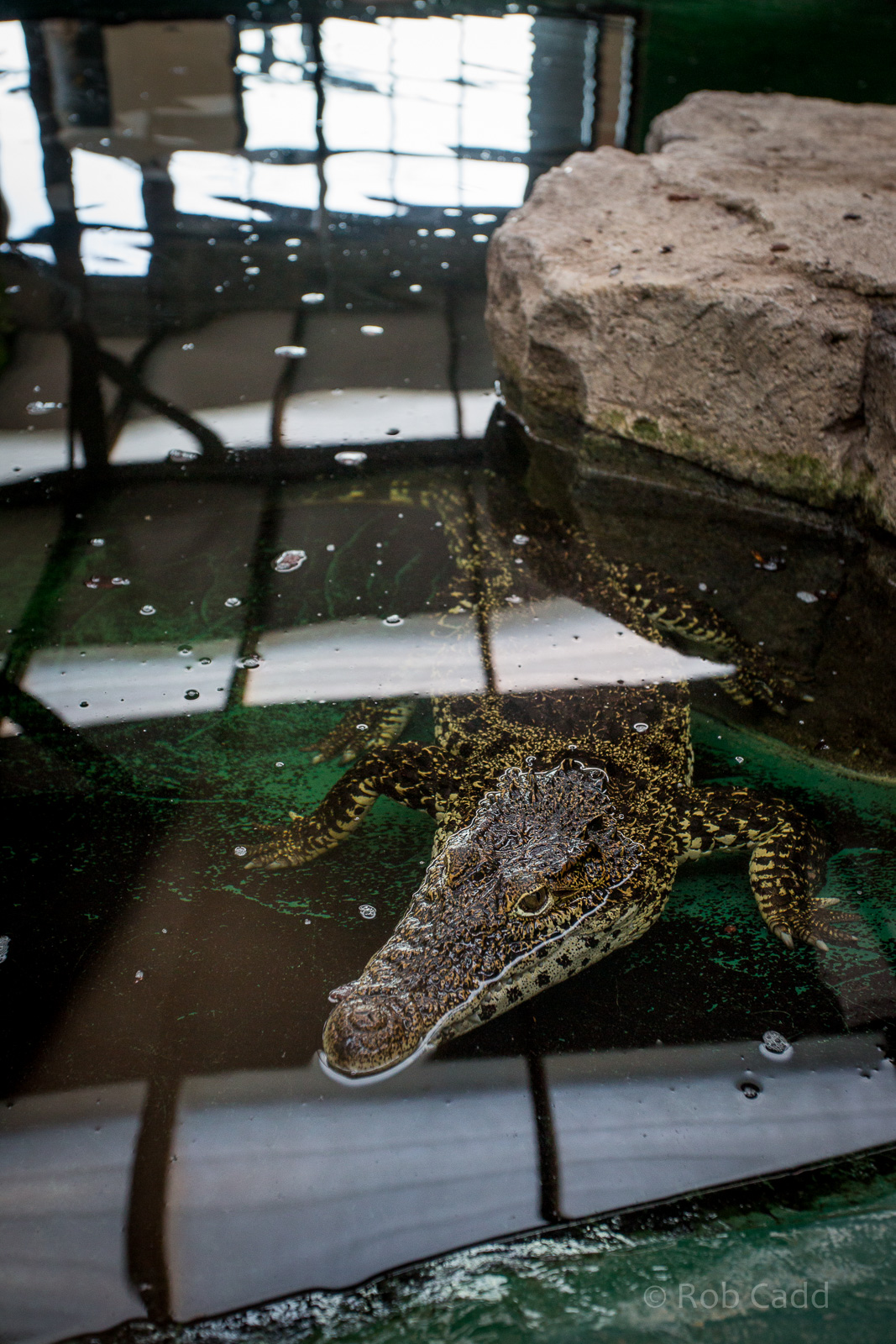 Cuban crocodile : Crocodiles of the World : 14 Nov 2014