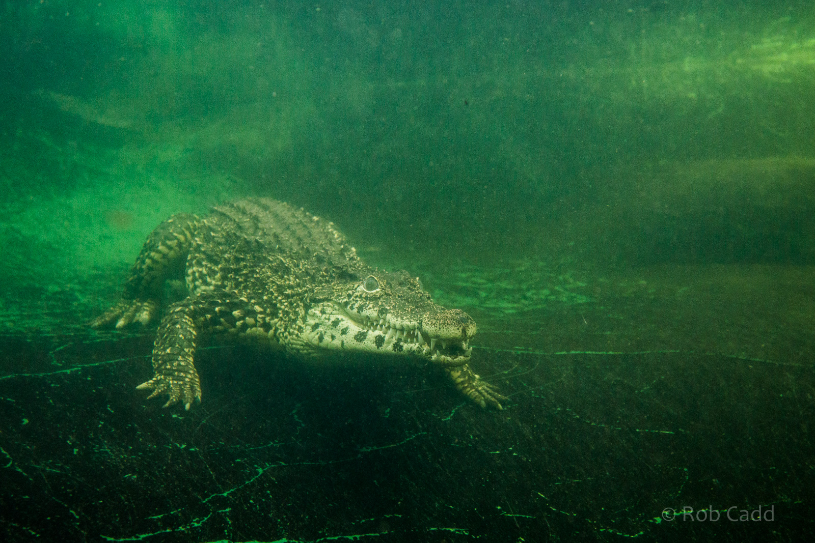 Cuban crocodile : Crocodiles of the World : 14 Nov 2014