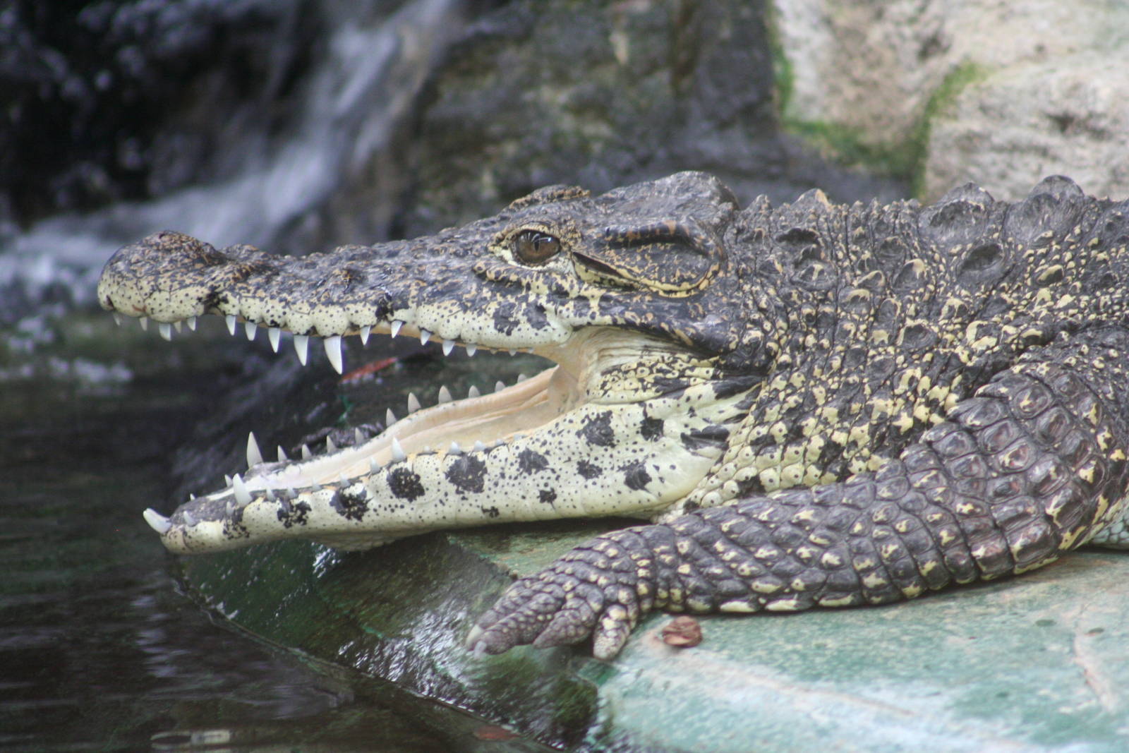 Cuban Crocodile @ Crocodiles of the World; 24.10.2014