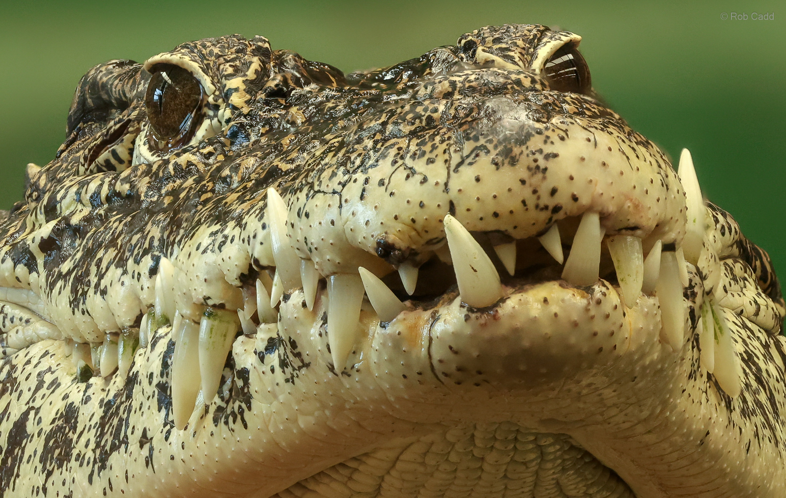 Cuban crocodile : Crocodiles of the World : 28 Jul 2024