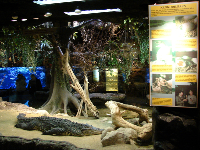 Cuban crocodile (Crocodylus rhombifer) Exhibit