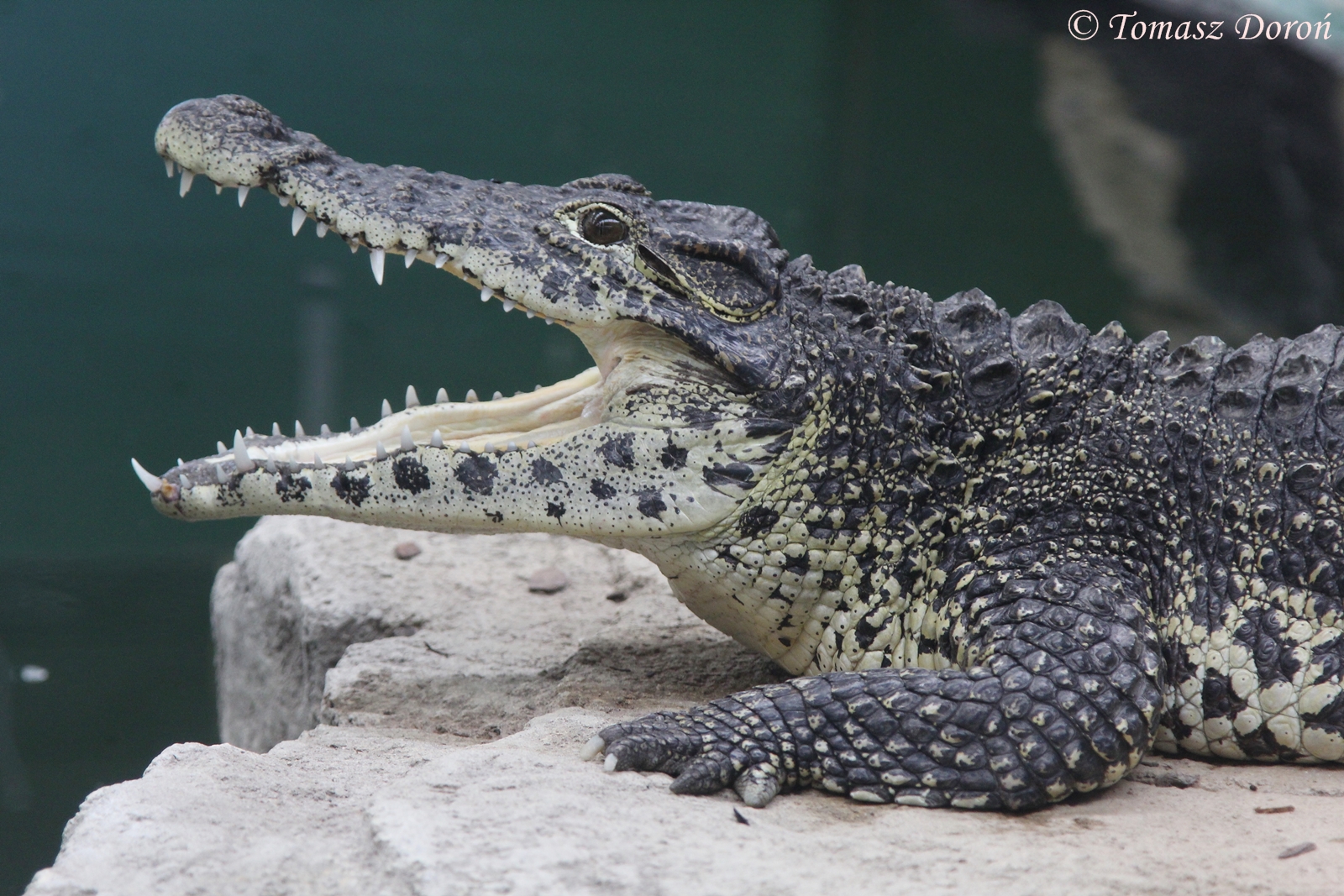 Cuban Crocodile (Crocodylus rhombifer) May 2016
