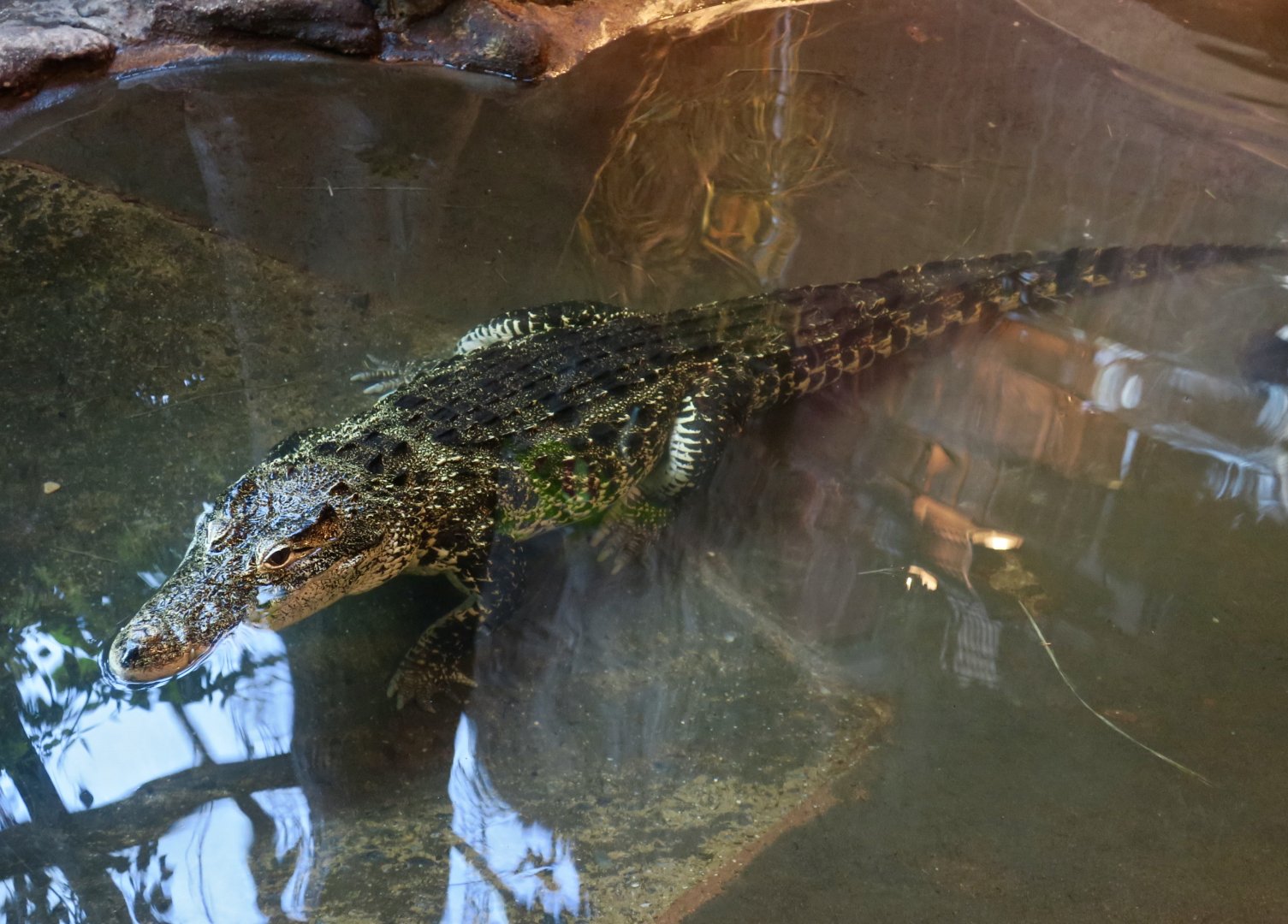 Cuban Crocodile (Crocodylus rhombifer)