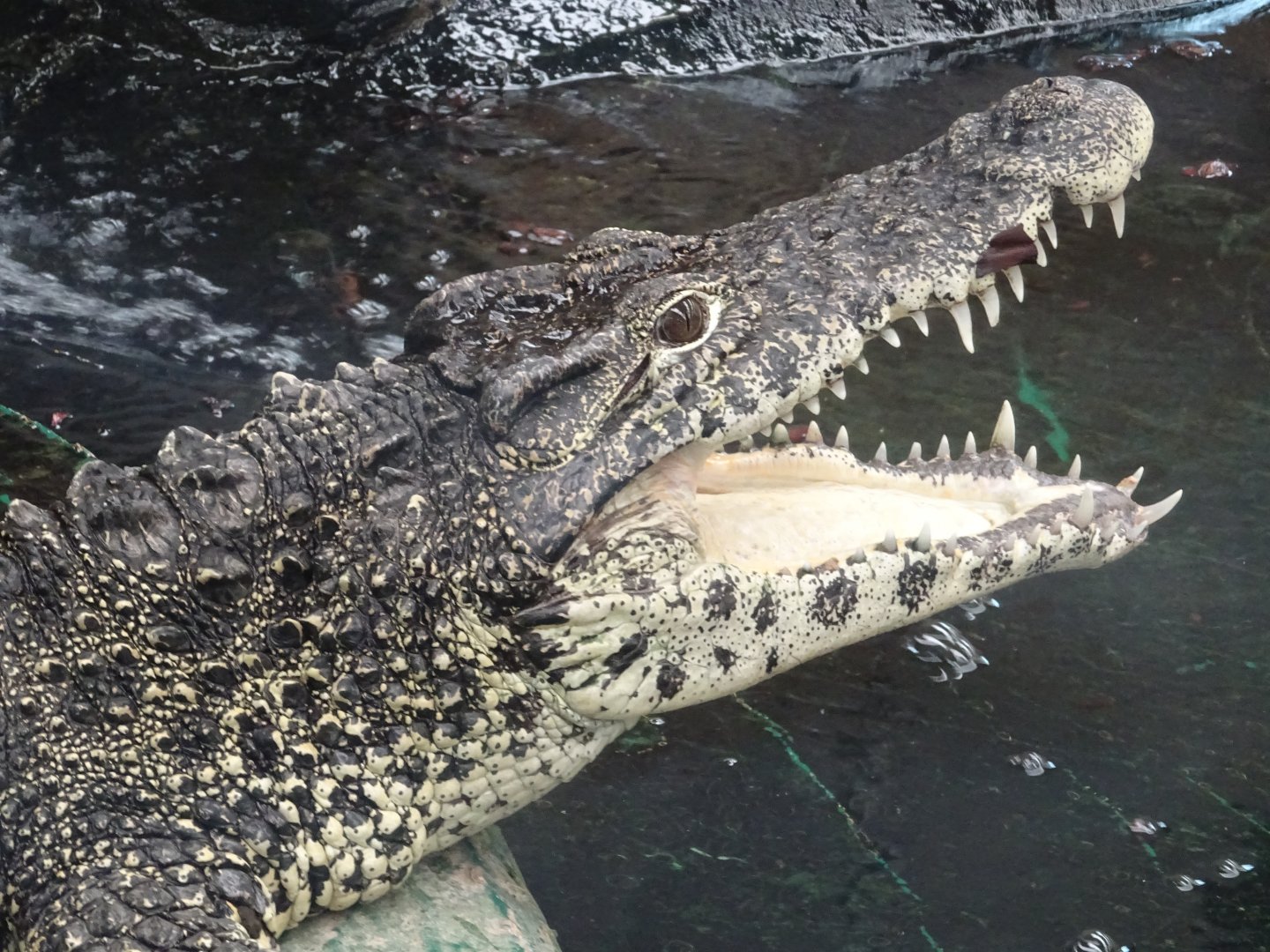Cuban Crocodile (Crocodylus rhombifer)