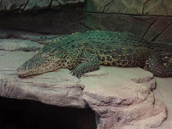 Cuban crocodile (Crocodylus rhombifer)
