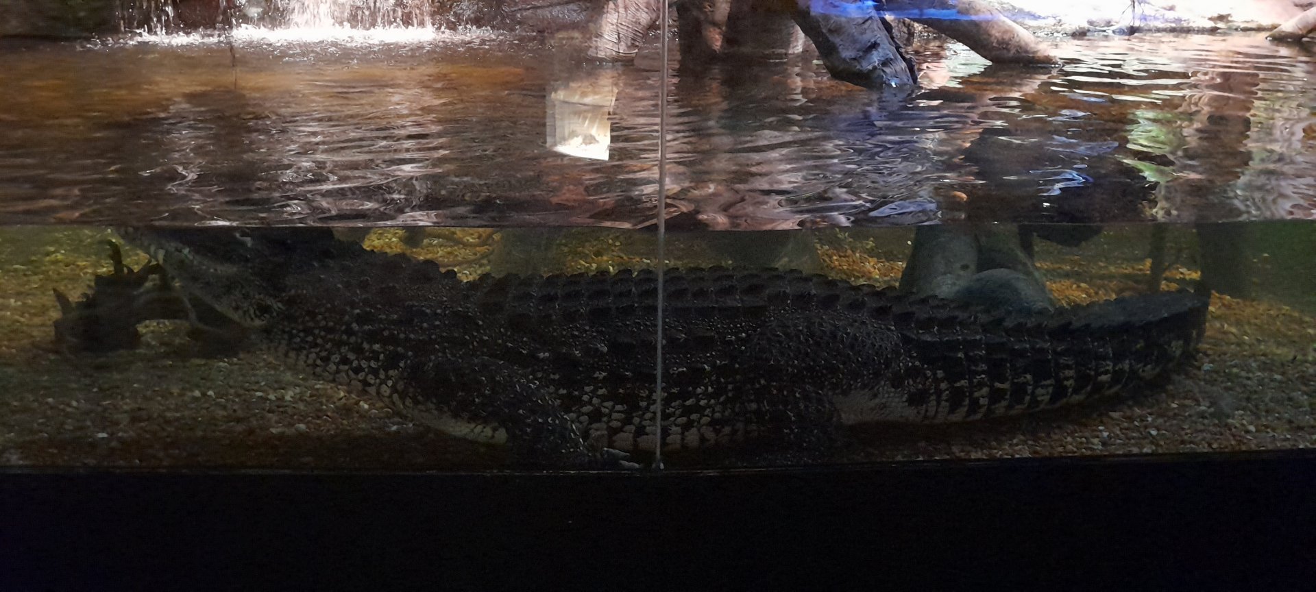 Cuban crocodile (Crocodylus rhombifer)