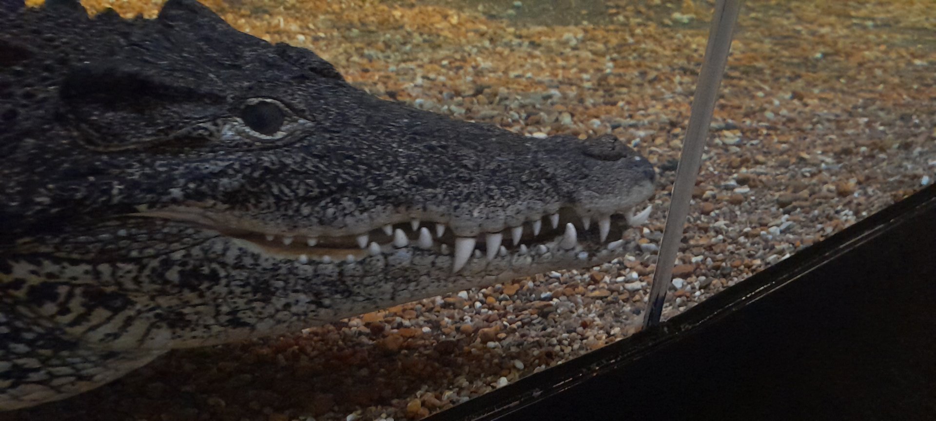 Cuban crocodile (Crocodylus rhombifer)