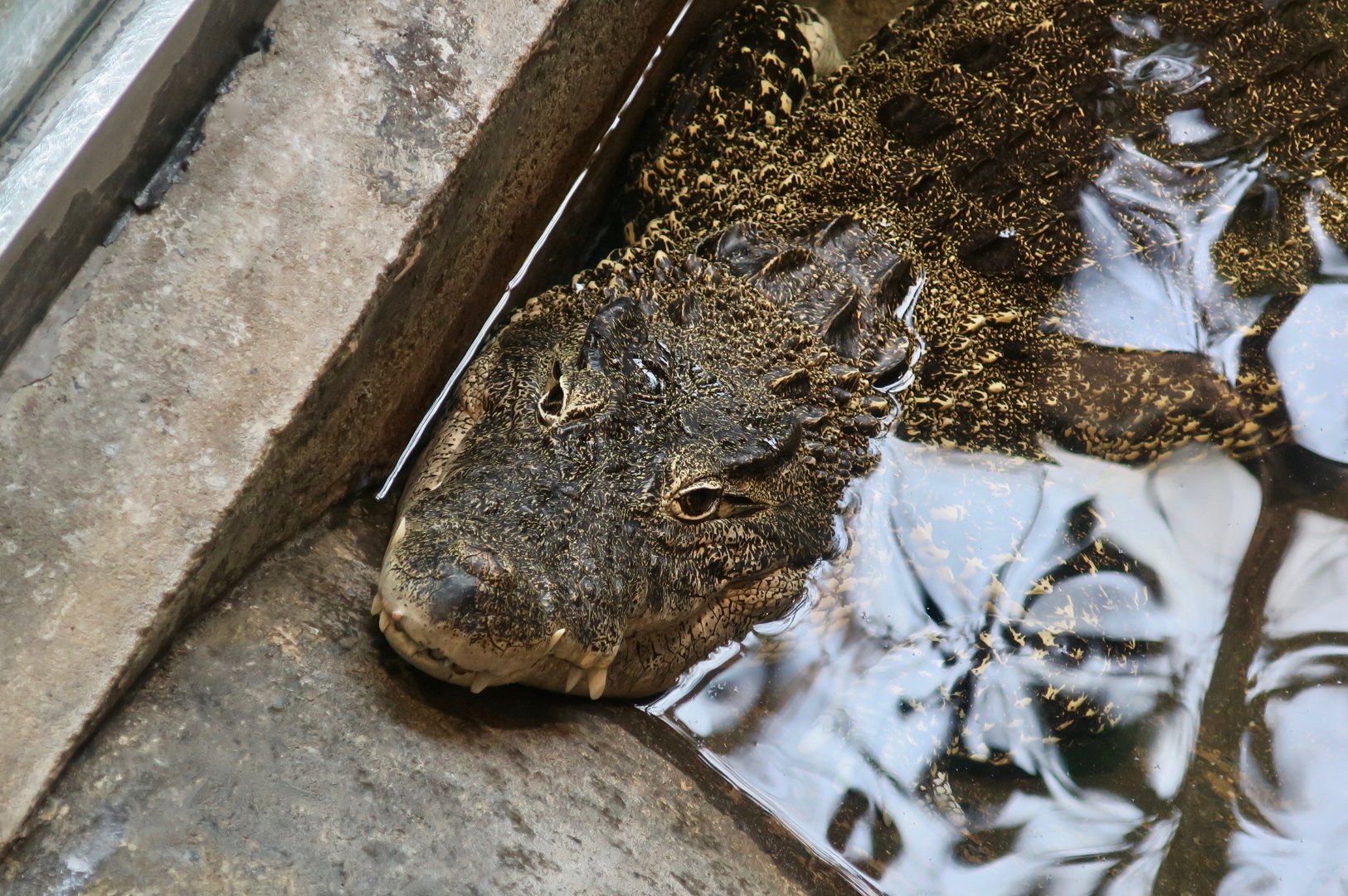 Cuban Crocodile (Crocodylus rhombifer)