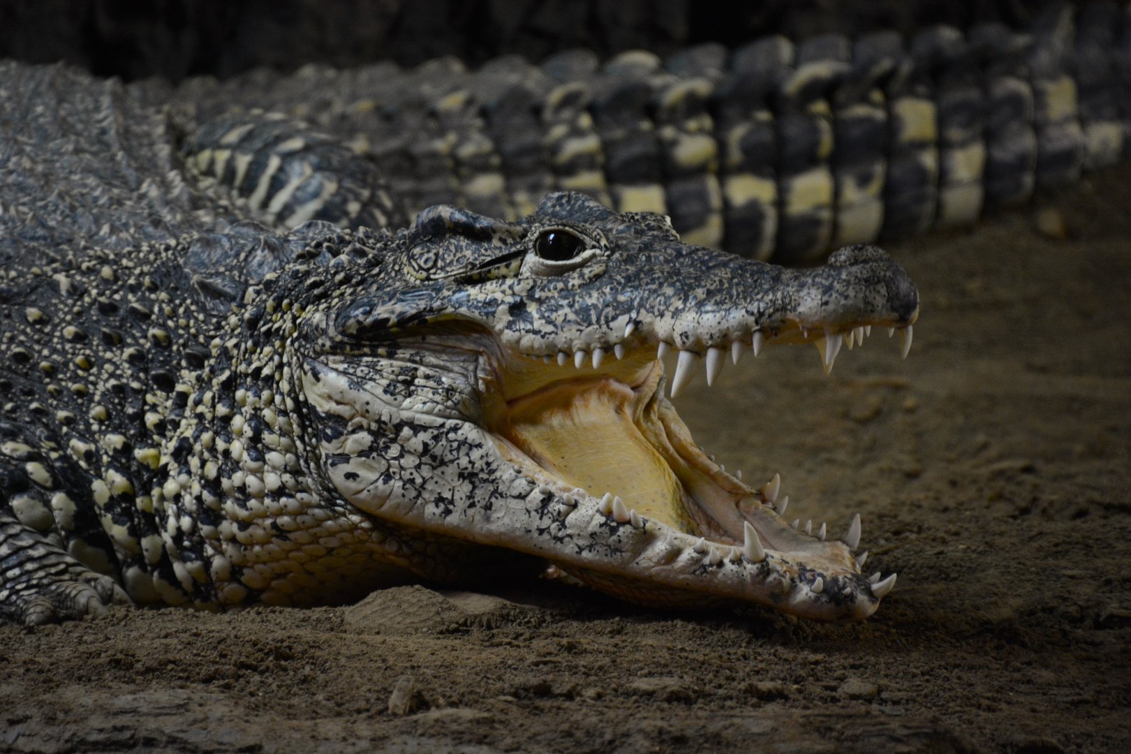 Cuban crocodile (Crocodylus rhombifer)