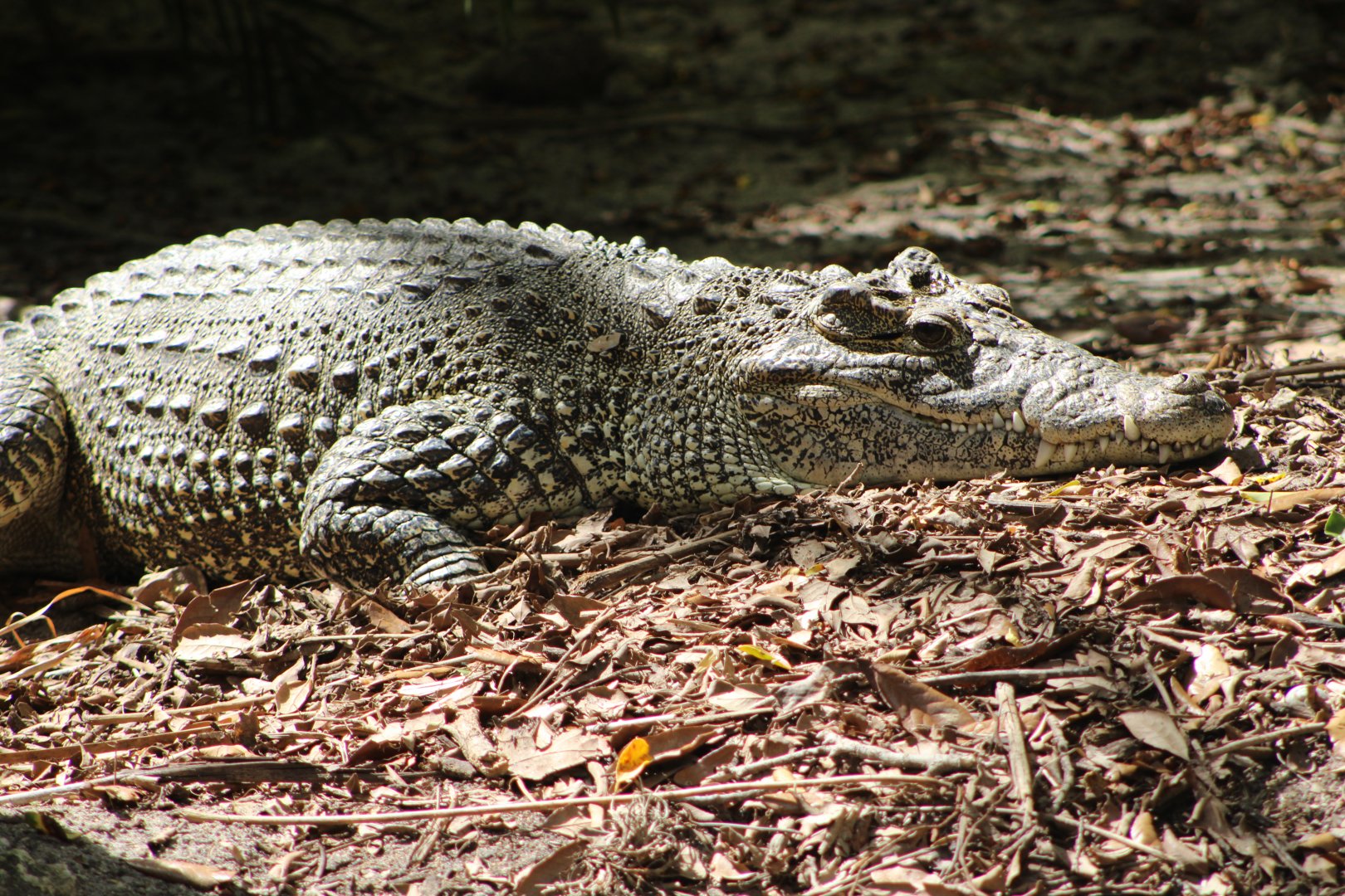 Cuban Crocodile (Crocodylus rhombifer)