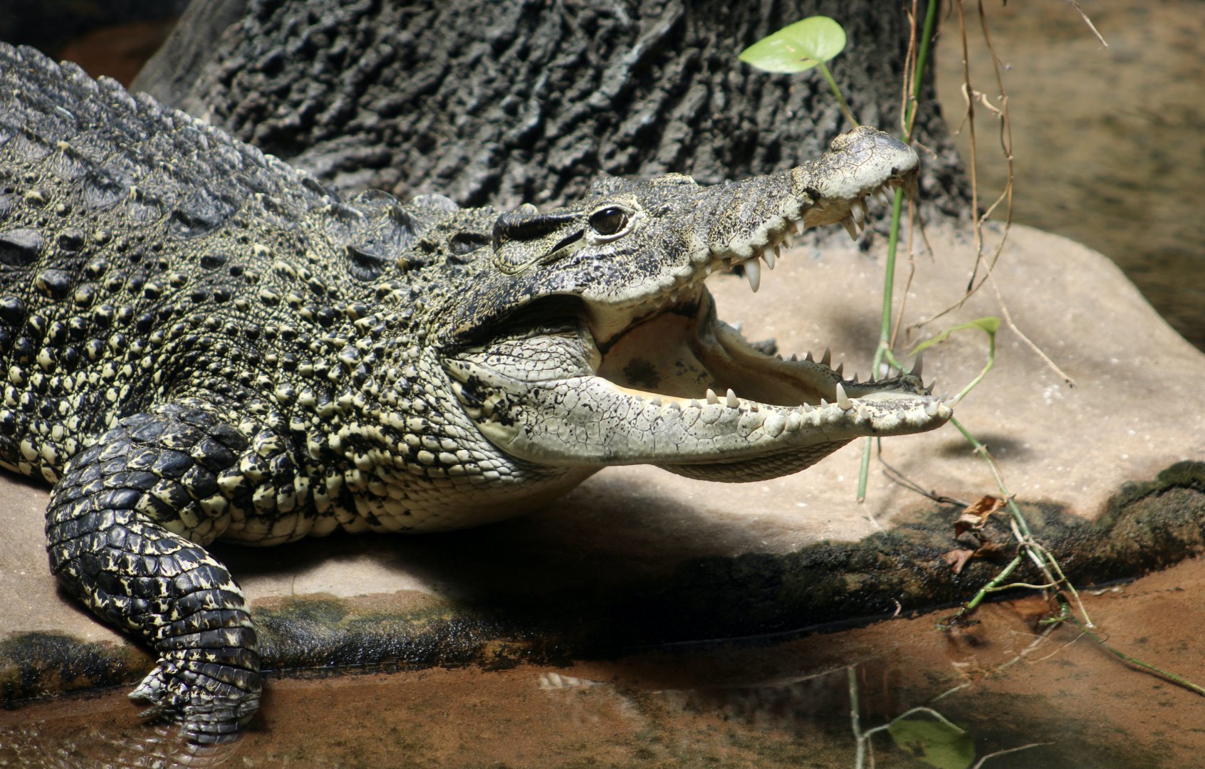 Cuban Crocodile (Crocodylus rhombifer)