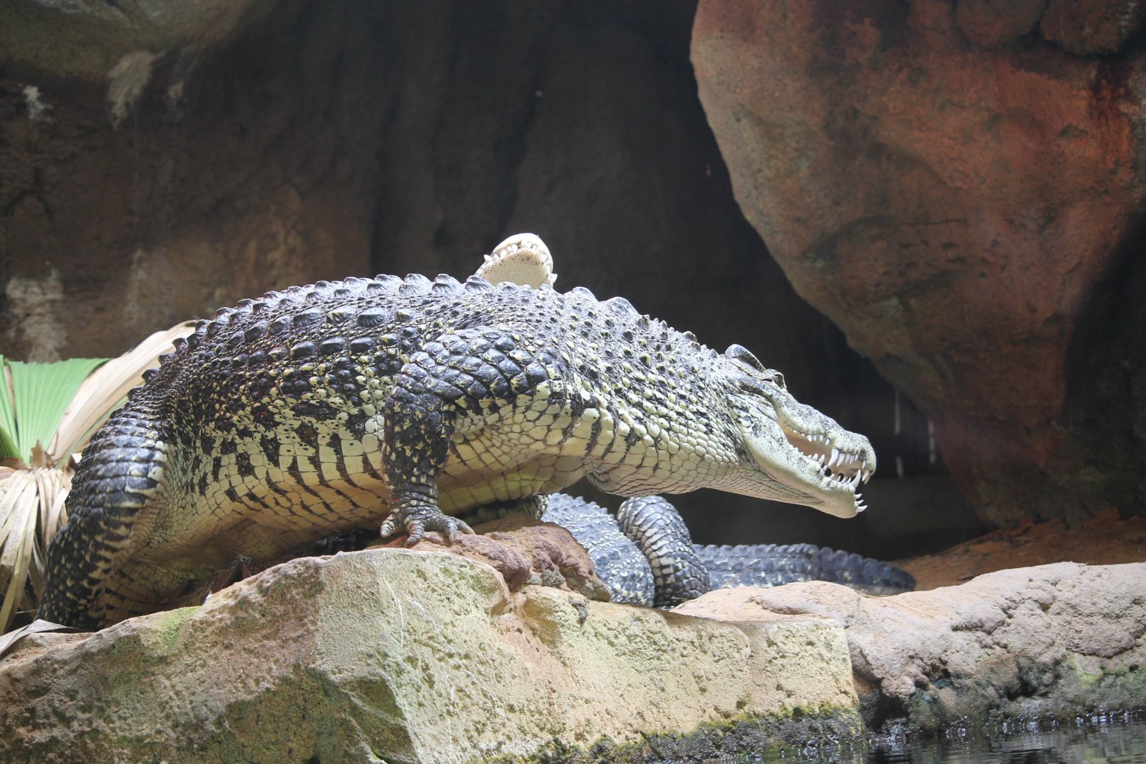 Cuban Crocodile (Crocodylus rhombifer)