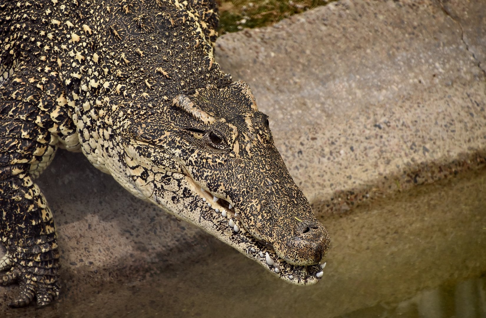Cuban Crocodile (Crocodylus rhombifer)