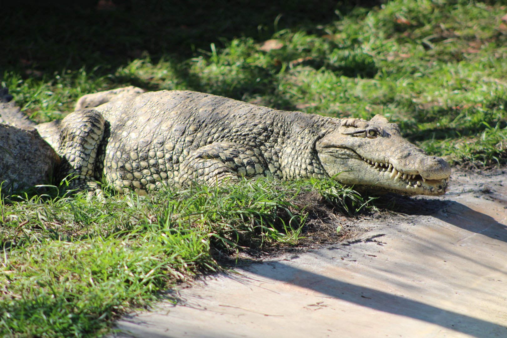 Cuban Crocodile (Crocodylus rhombifer)