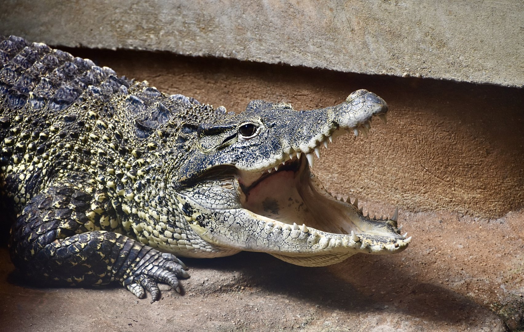 Cuban Crocodile (Crocodylus rhombifer)