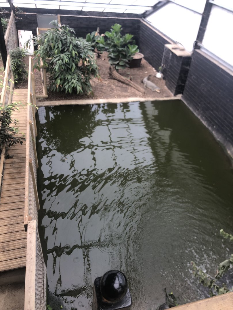 Cuban Crocodile Eclosure