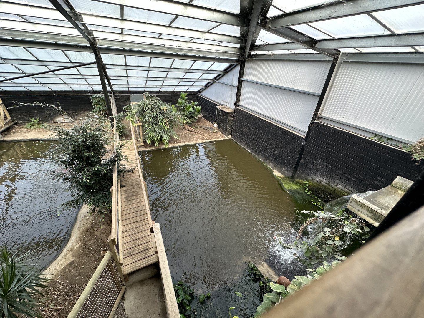 Cuban Crocodile Enclosure at Johnsons of Old Hurst (October 2023)