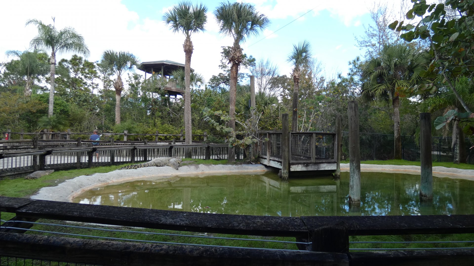 Cuban Crocodile Enclosure, Crocs of the World - Jan. 2022