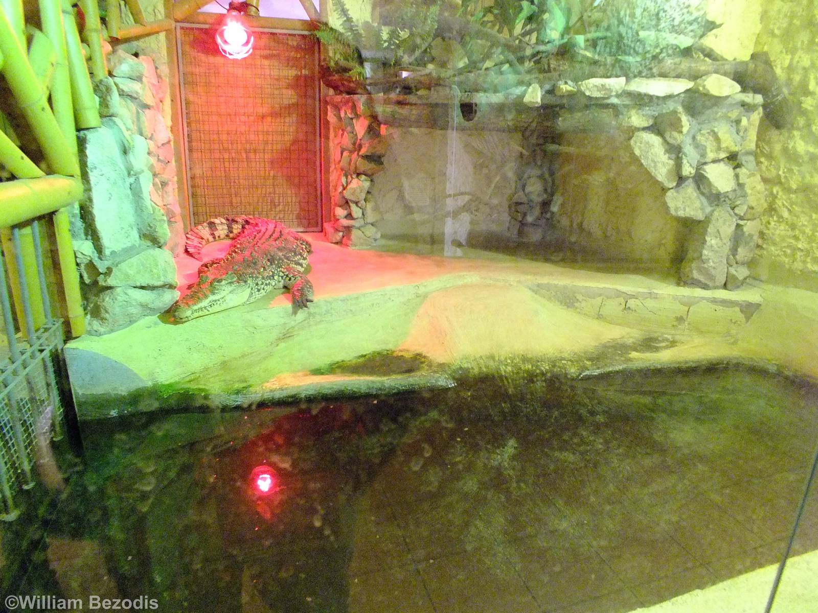 Cuban Crocodile Enclosure