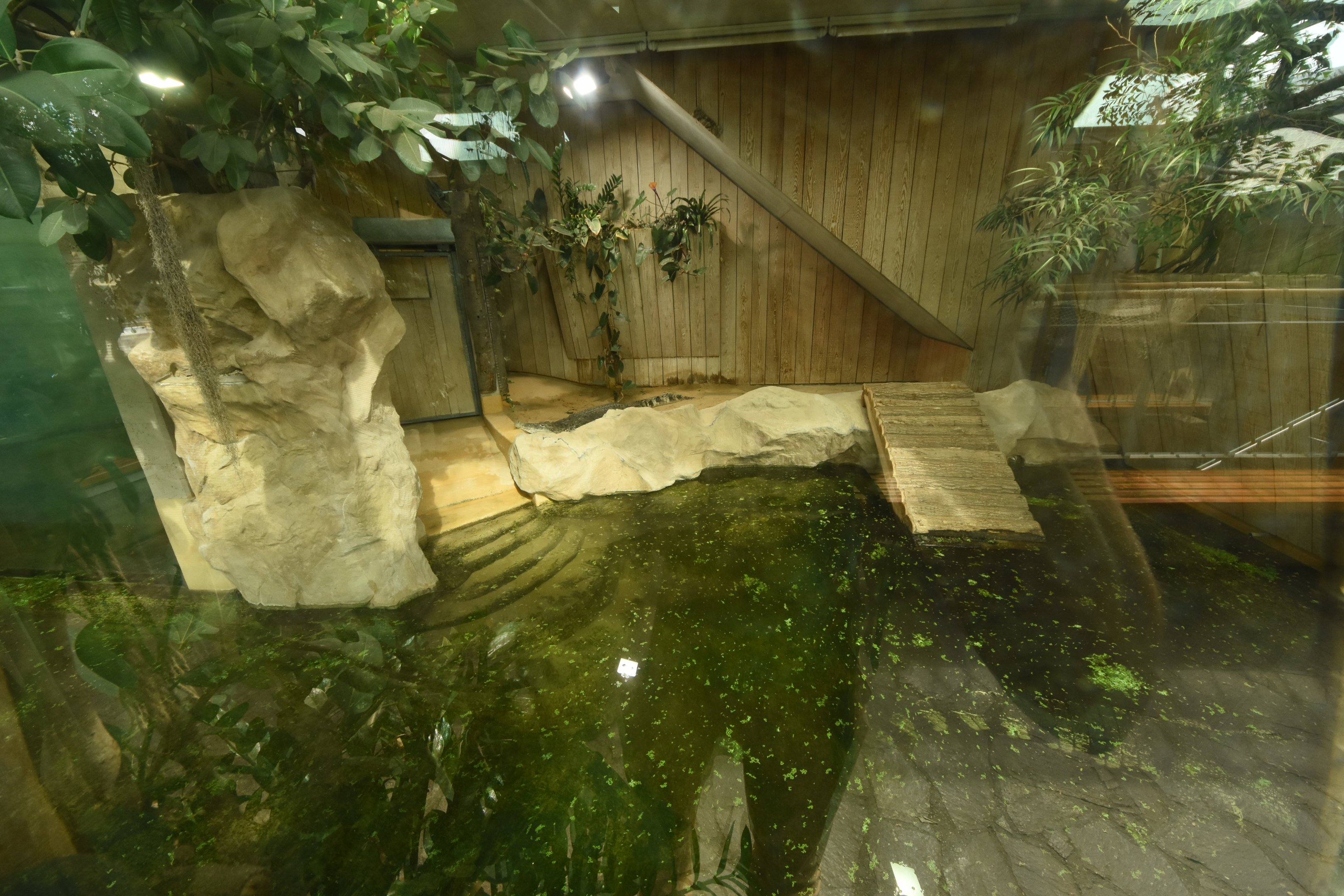 Cuban crocodile enclosure