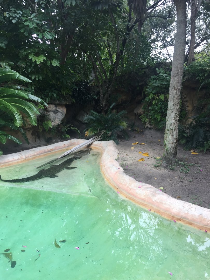 Cuban Crocodile Enclosure