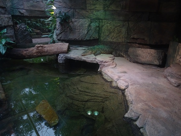 Cuban crocodile enclosure