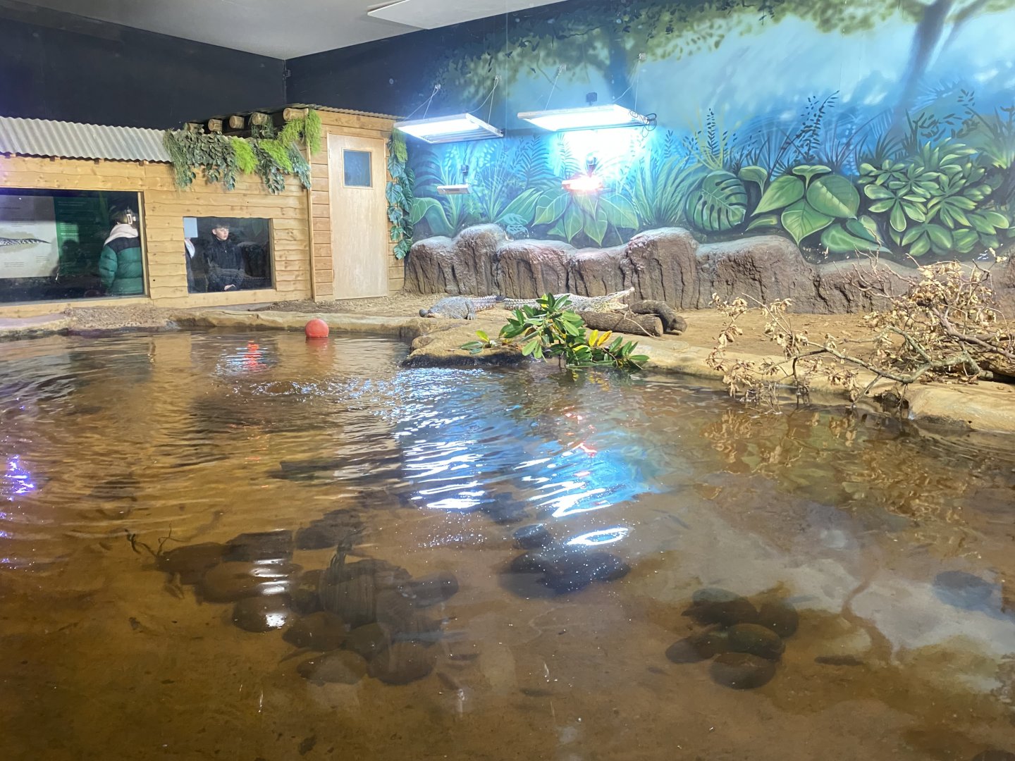 Cuban crocodile exhibit 091224