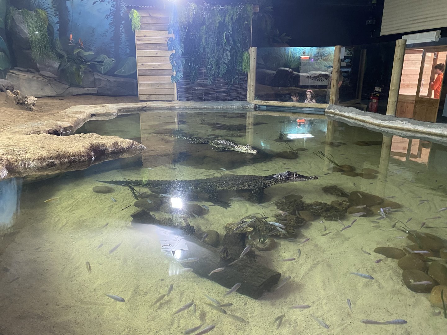 Cuban crocodile exhibit 110921